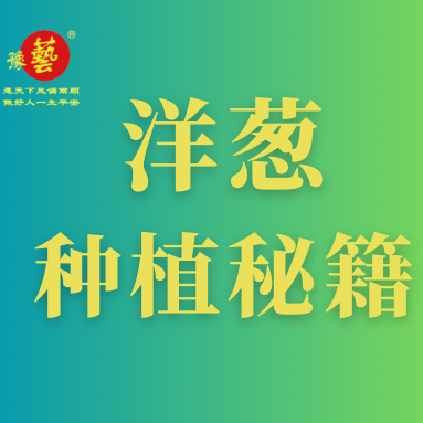 洋蔥種植秘籍：掌握這八點，種出優(yōu)質(zhì)洋蔥！
